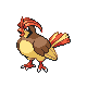 pidgeotto